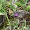 アゲハチョウ