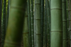 bamboo