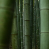 bamboo