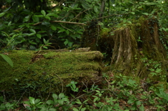 苔むす