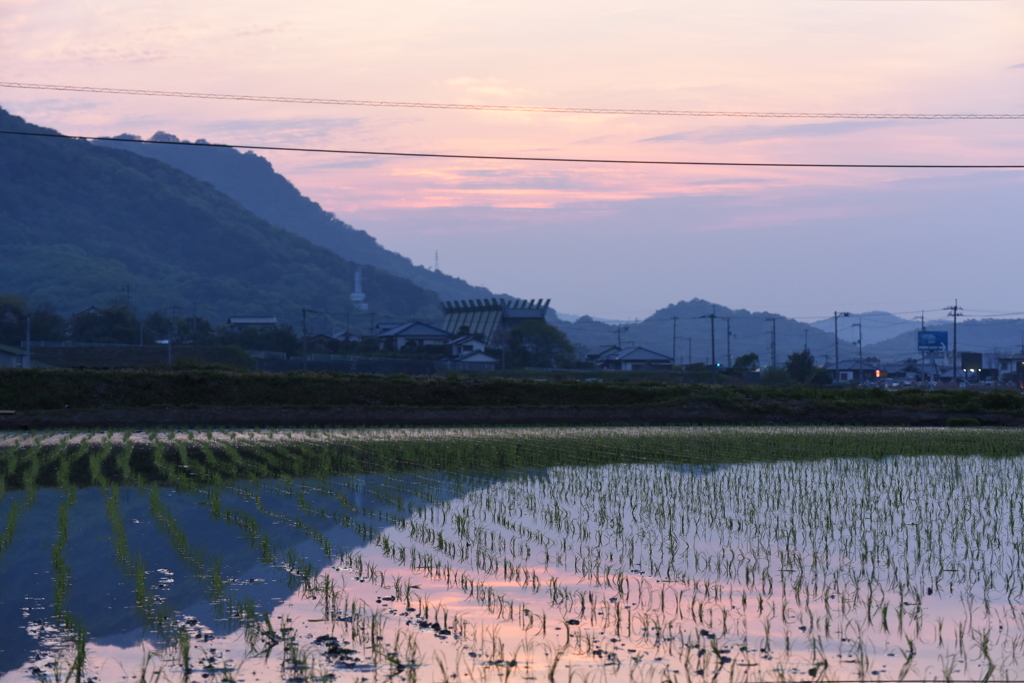 田植え２