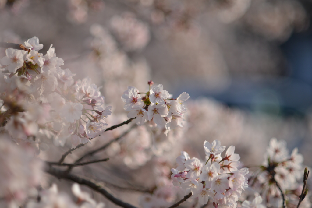 桜　1