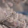 桜　1