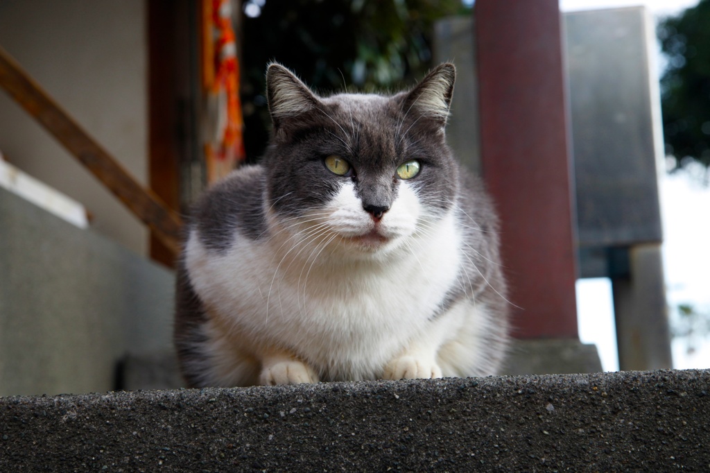 NEKO 2