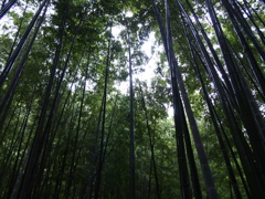 雨の日の竹林