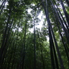 雨の日の竹林