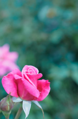 雨上がりの薔薇園