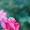 雨上がりの薔薇園