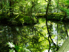 緑の水面