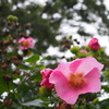 酔芙蓉