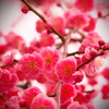 紅梅