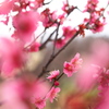 紅梅Ⅱ