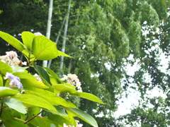 竹林と玉紫陽花