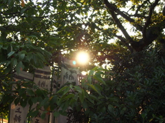 秋の夕暮れ