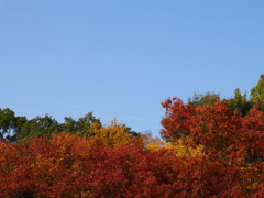 近所の公園Ⅱ