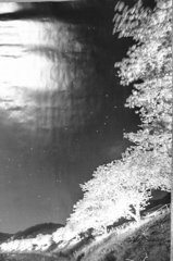 夜桜