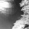 夜桜