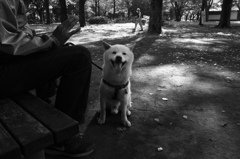 公園の犬