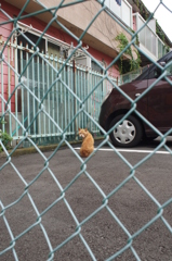 フェンス越しの猫