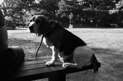 公園の犬