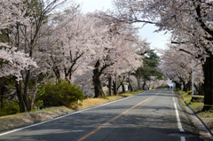 桜並木
