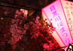20150404目黒川の桜2