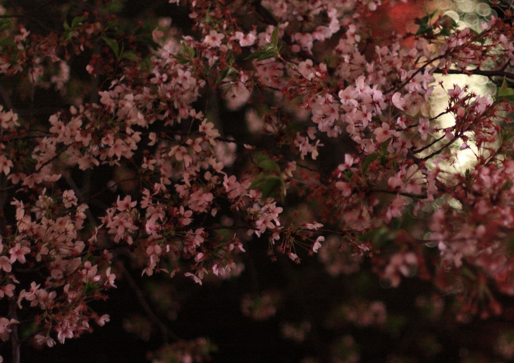 20150404目黒川の桜3