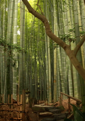 竹林道