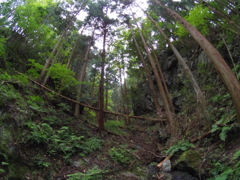 棒ノ折山の木々