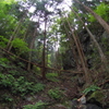 棒ノ折山の木々