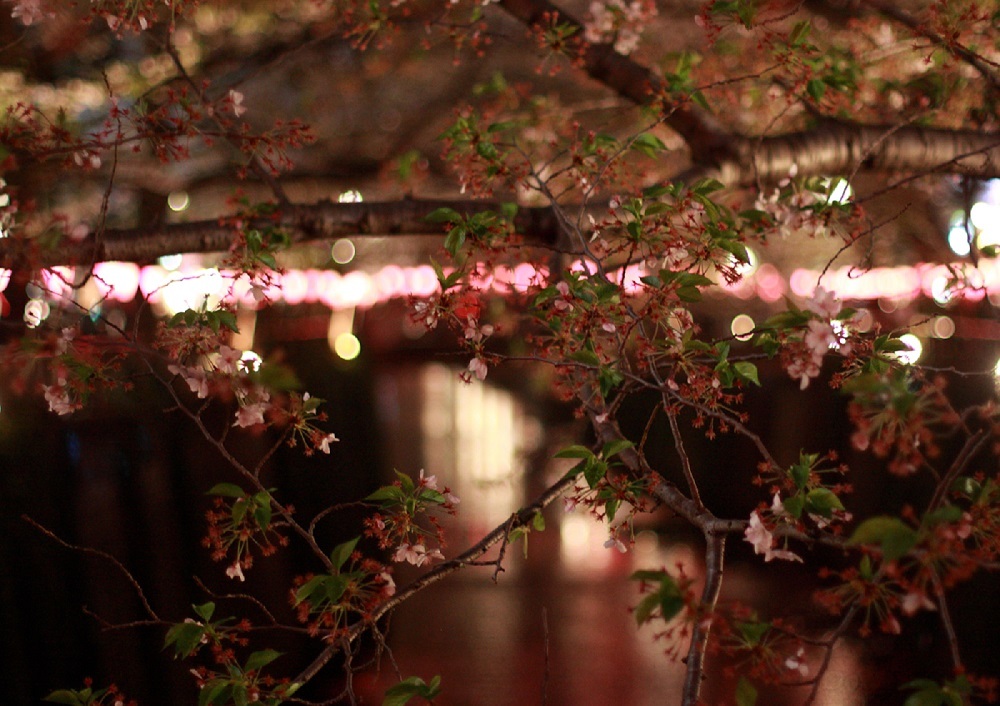 20150404目黒川の桜１