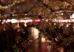 20150404目黒川の桜１