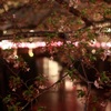 20150404目黒川の桜１