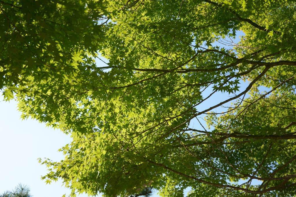 姫路城のもみじ