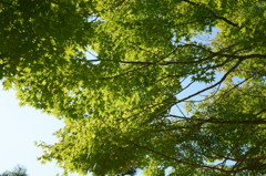 姫路城のもみじ