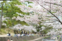 2015 桜　～夙川公園～