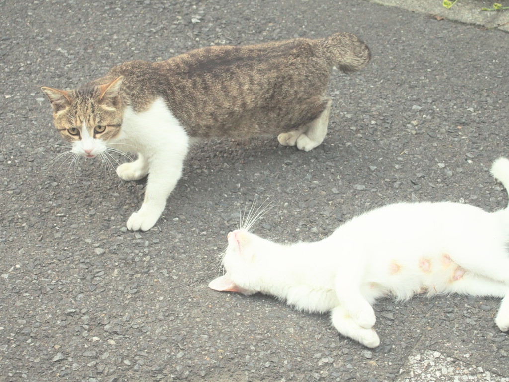 野良さん