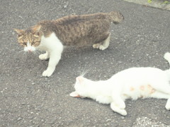 野良さん