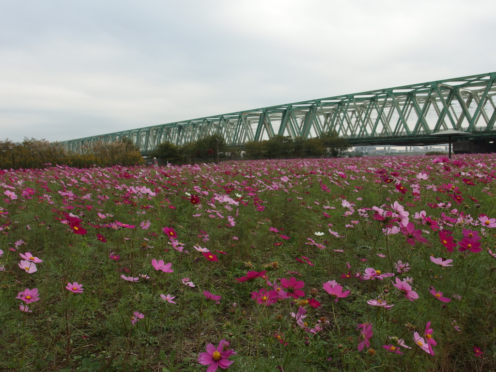 荒川コスモス