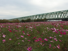 荒川コスモス