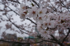 桜のアップ