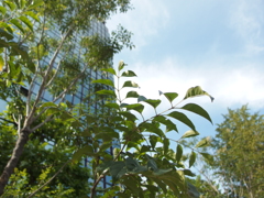 草を撮ってみた。