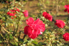 バラ園の薔薇
