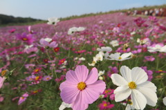 国営ひたち海浜公園　秋桜2