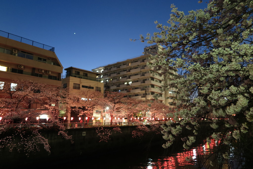 桜と月とマンソンと川