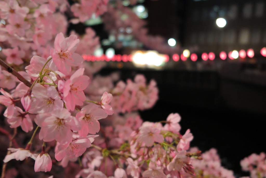 桜咲く