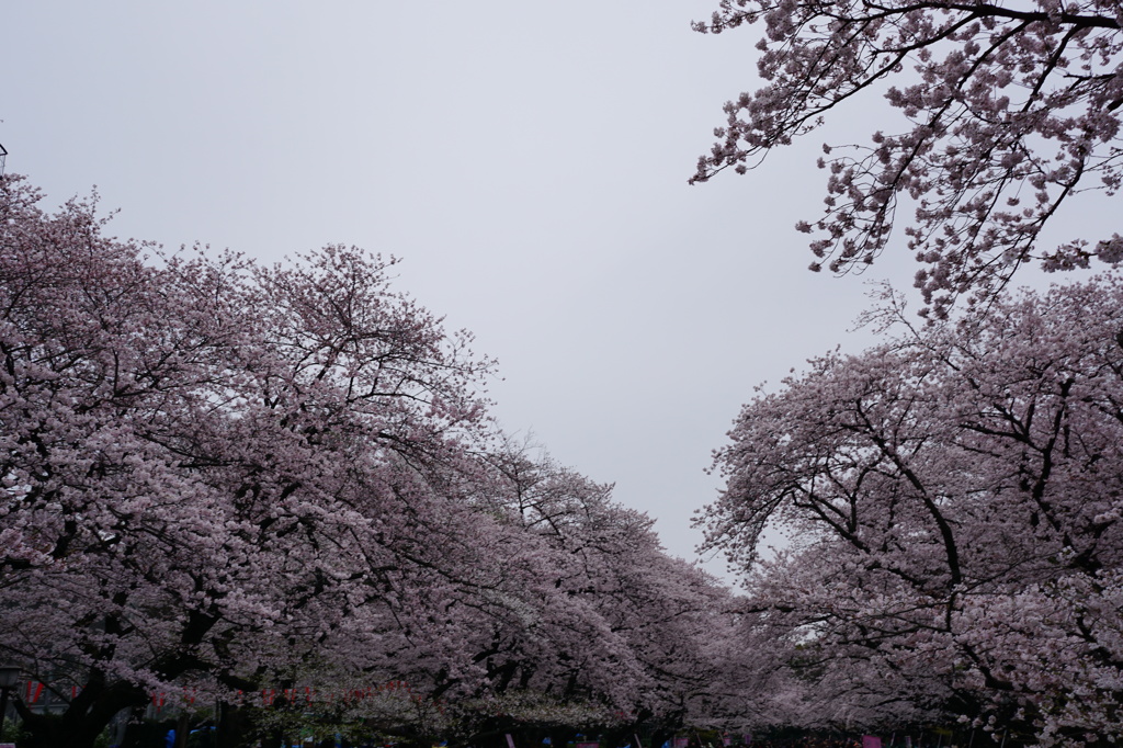 上野の桜