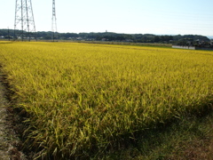 秋の実り