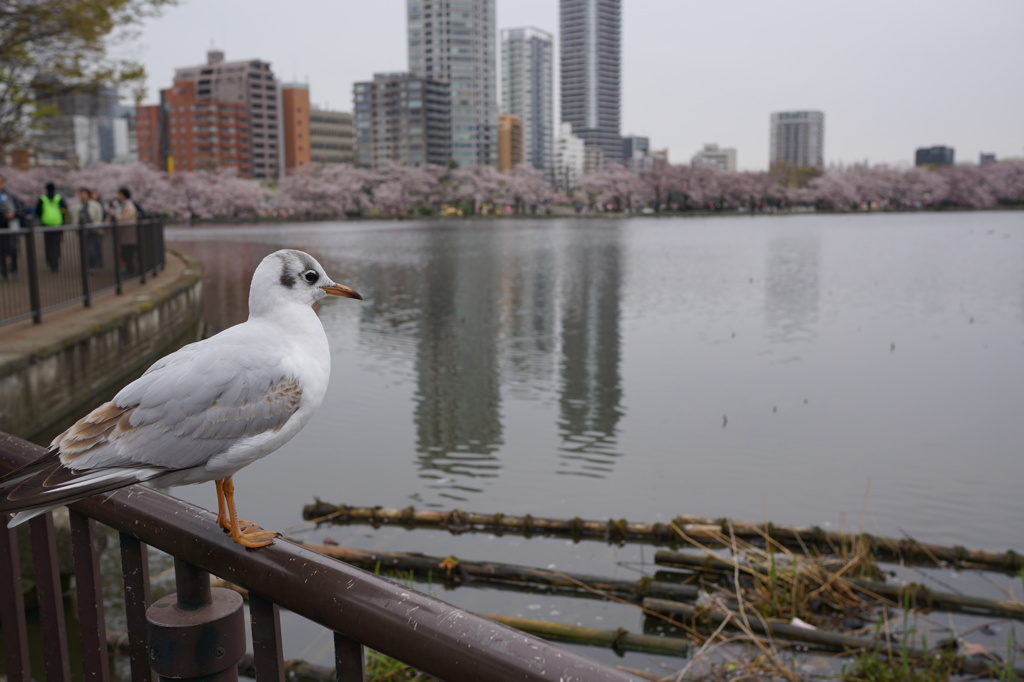 鳥さん何思うｗ