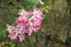 ピンクの花(´∩ω∩`*) 